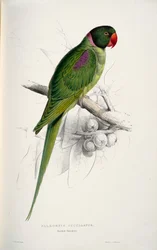 Psittacula eupatria 